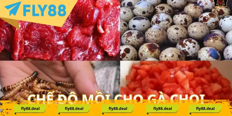 Chế độ mồi bổ sung cho chiến kê thi đấu